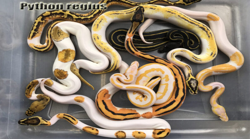 Ular Ball Pythons Koleksi yang Menarik dalam Dunia Reptil