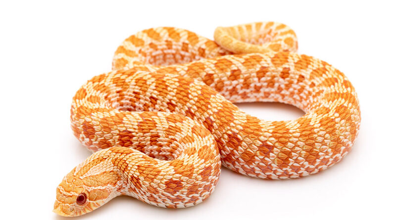 Karakteristik dan fakta ular Hognose, atau disebut juga ular berhidung belanda, adalah spesies ular yang menarik dan unik.