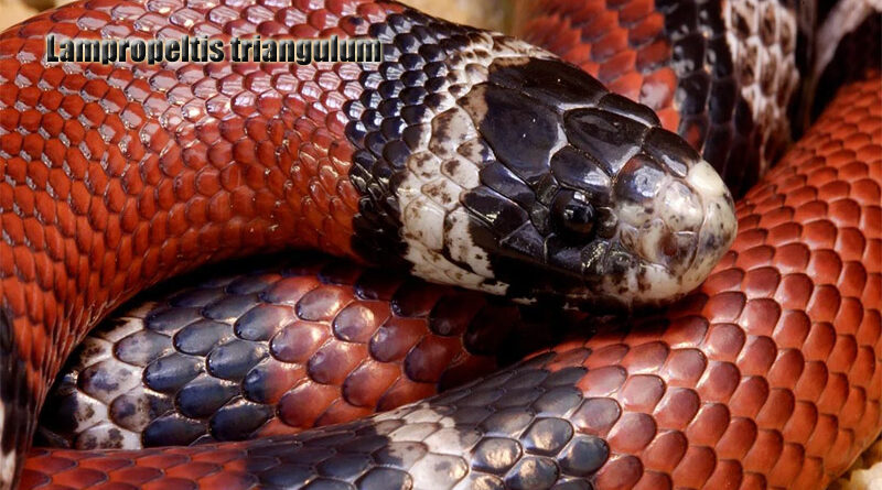 Memahami Ular Milk Snake Keanekaragaman dan Keunikan