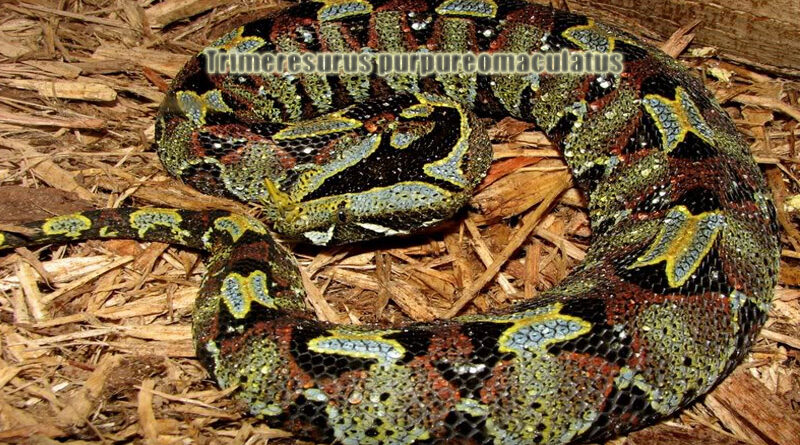 Badak Viper Ular Berbisa Penuh Misteri di Hutan Tropis