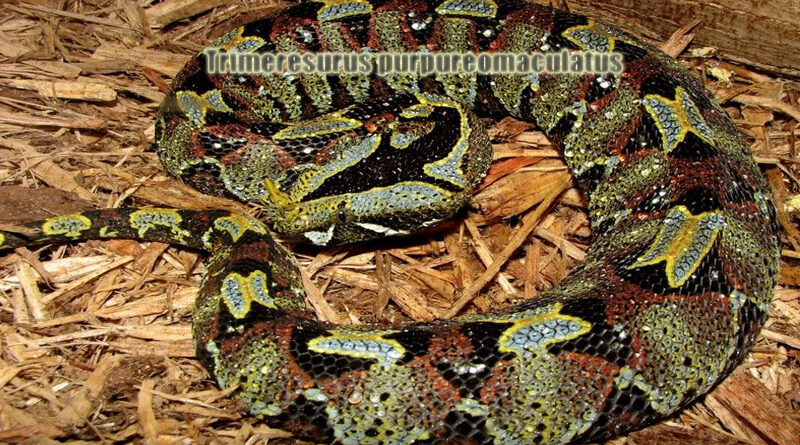 Badak Viper Ular Berbisa Penuh Misteri di Hutan Tropis
