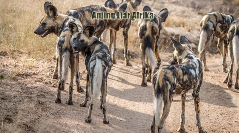 Anjing Liar Afrika Penjelajah Ganas di Padang Pasir