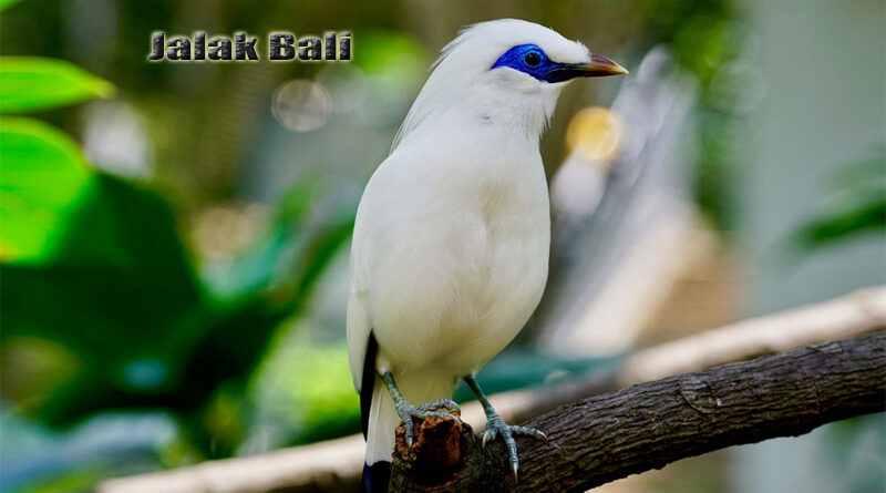 Jalak Bali Harta Karun Avifauna Indonesia