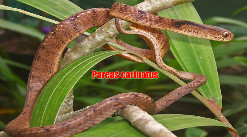 Ular Pemakan Siput Ahli Pemangsa Moluska di Dunia Reptil