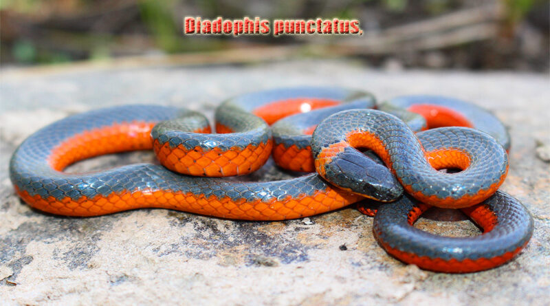 Ringneck Snake Si Kecil Berleher Cincin yang Menawan