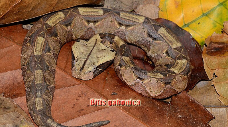 Gaboon Viper Taring Terpanjang dan Racun Mematikan