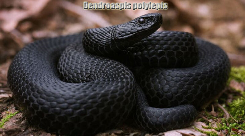 Ular Mamba Hitam Ular Paling Berbahaya di Dunia