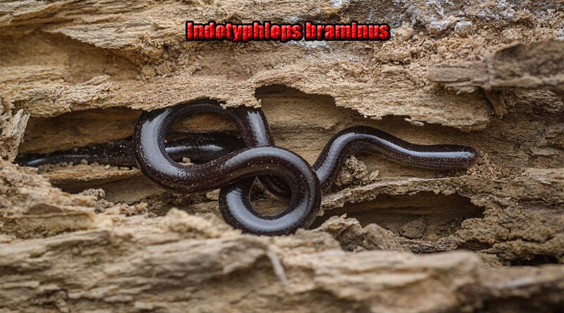 Ular Buta Brahminy Fakta Menarik Tentang Ular Mikro Endemik