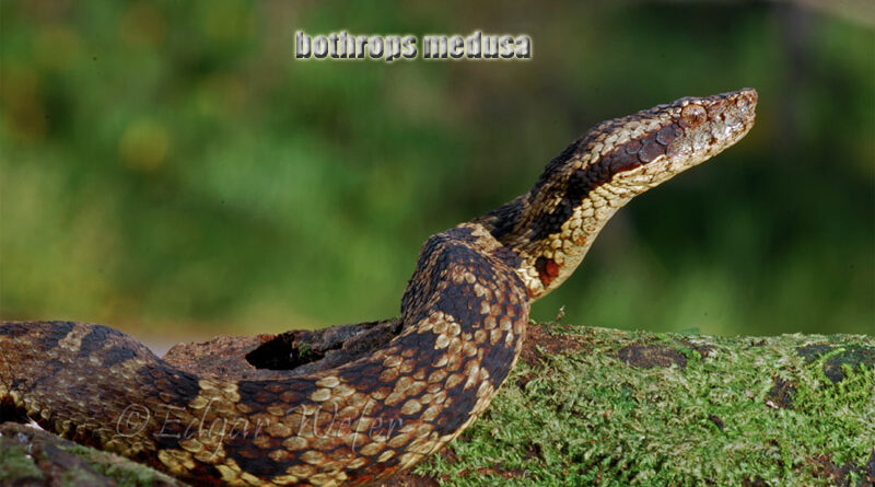 Viper Lubang Hutan Venezuela Ular di Hutan Amerika Selatan