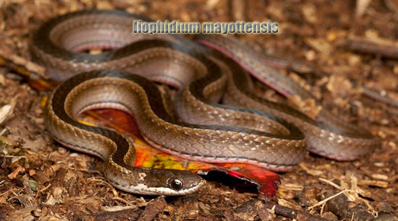 Ular Cerah Peters Reptil Enigmatis di Mayotte