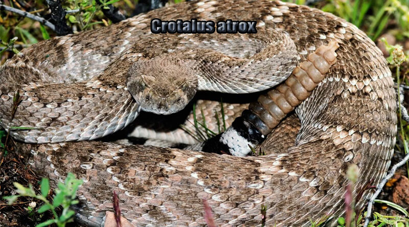 Western Diamondback Rattlesnake Sang Penguasa Gurun Amerika