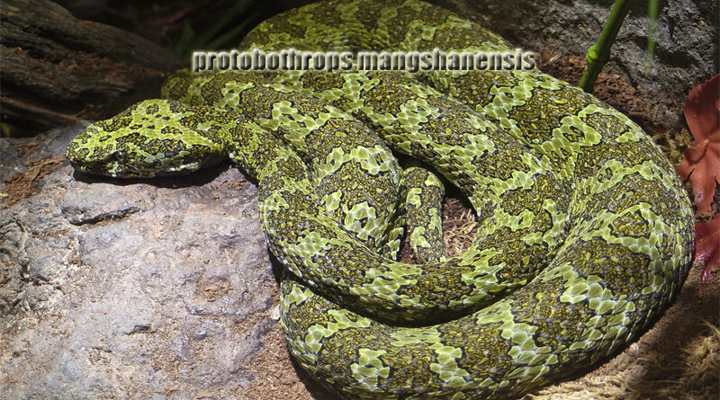 Mangshan Pit Viper Ular Misterius dan Keagungan