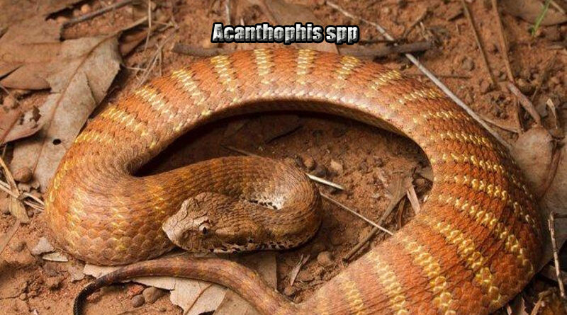 Death Adder Ular Berbahaya dari Australia