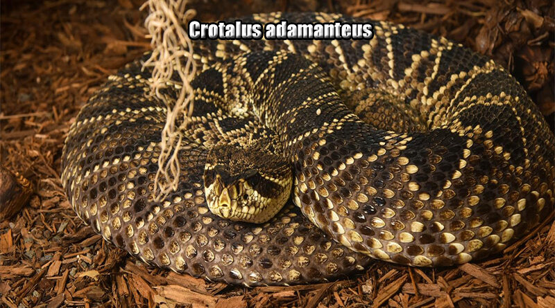 Eastern Diamondback Rattlesnake Raja Rattlesnake Amerika