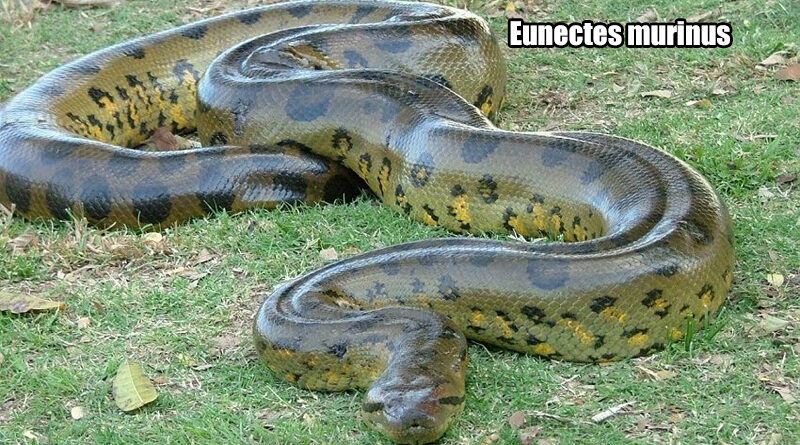 Anaconda Hijau Sang Raksasa Sungai Amazon