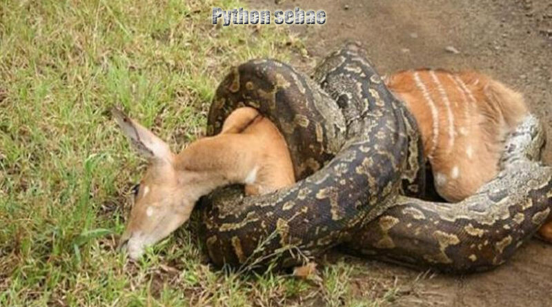 Ular Piton Batu Afrika Tengah Sang Predator