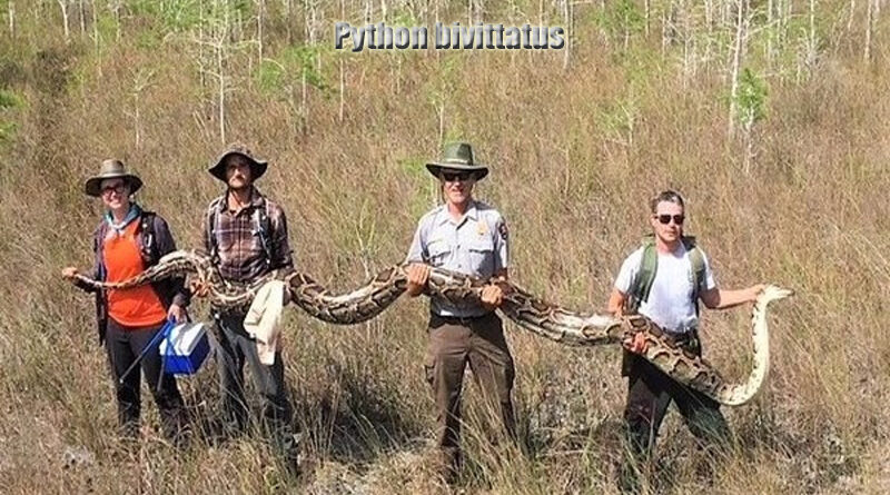 Piton Burma Ular Raksasa yang Mengagumkan
