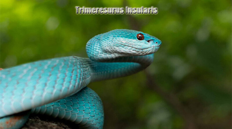 Ular Trimeresurus Insularis Keindahan Berbahaya dari Indonesia