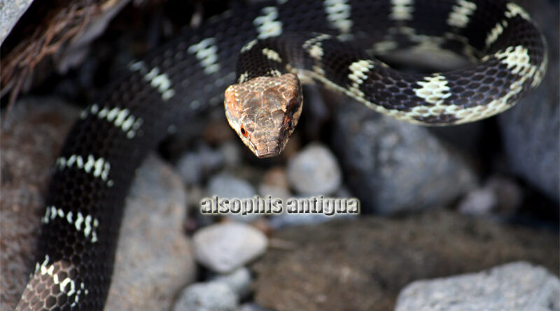 Ular Antiguan Racer Penjaga Terakhir Pulau Antigua