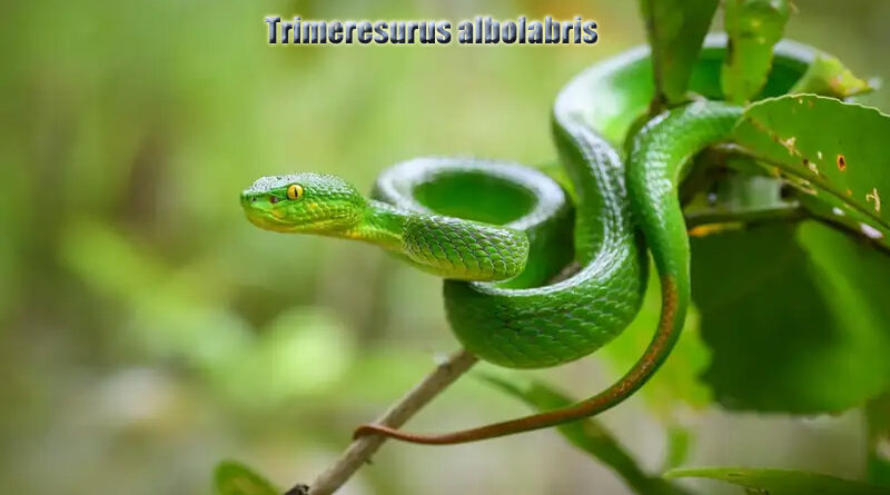 Viper Hijau Ular Endemik Sumatera Barat yang Mempesona