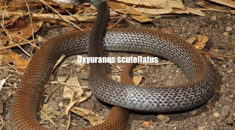 Ular Taipan Sang Pembunuh dari Papua