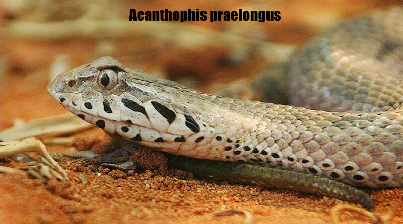 Ular Endemik Australia Northern Death Adder