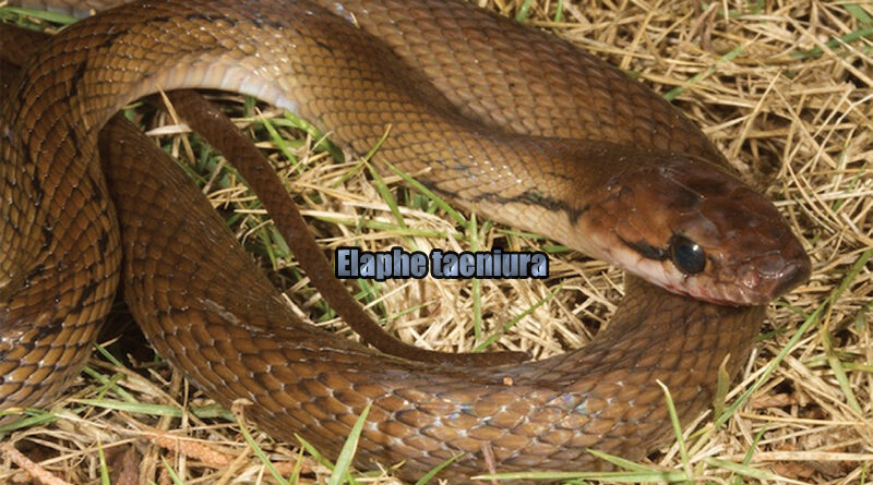Ular Tikus Ekor Hitam Penjaga Pertanian yang Efektif