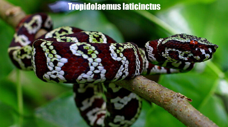 Ular Endemik Sulawesi Pit Viper