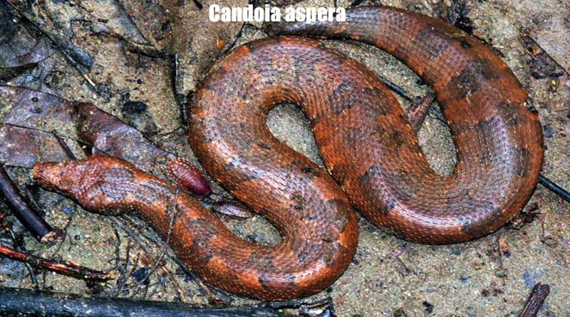 Ular Boa Tanah Papua Keanekaragaman dari Hutan Tropis