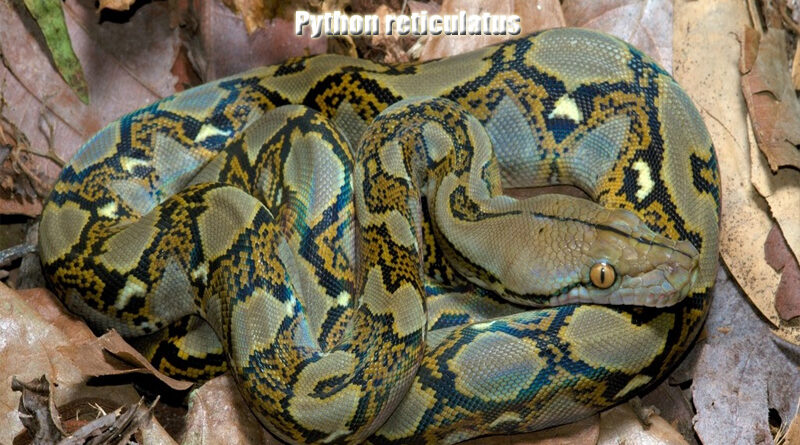 Ular Sanca Batik Keindahan dan Keunikan Spesies Eksotis