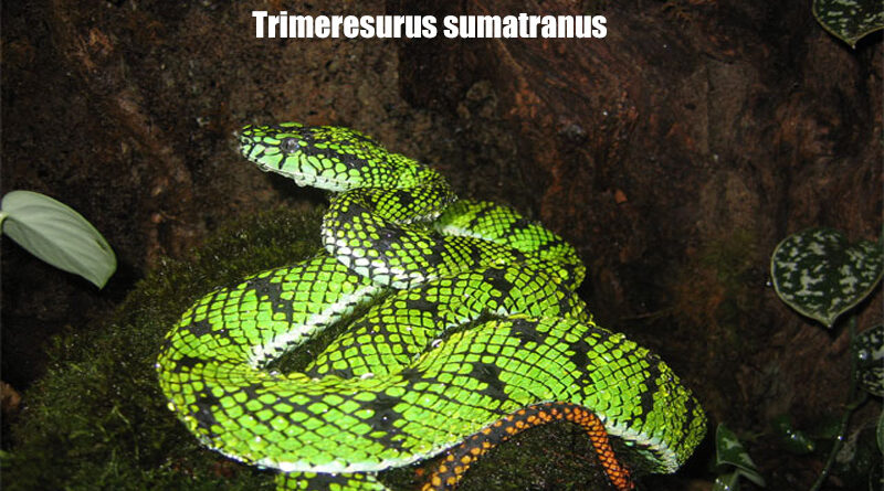 Sumatran Pitviper Ular Berbisa Endemik Sumatra