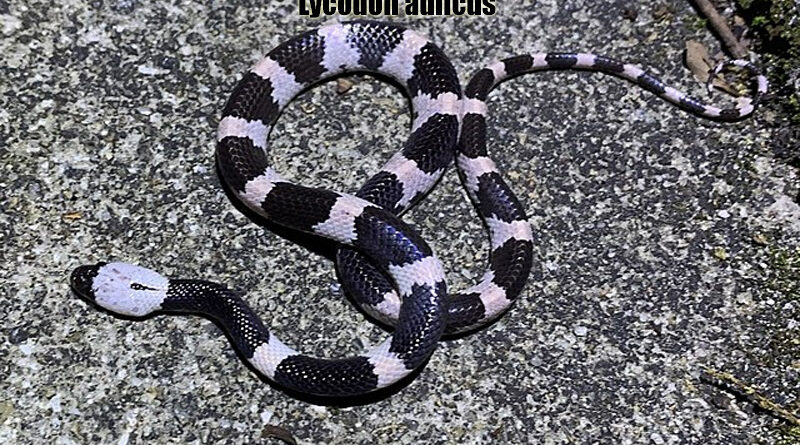 Ular Serigala India Reptil Endemik Thailand