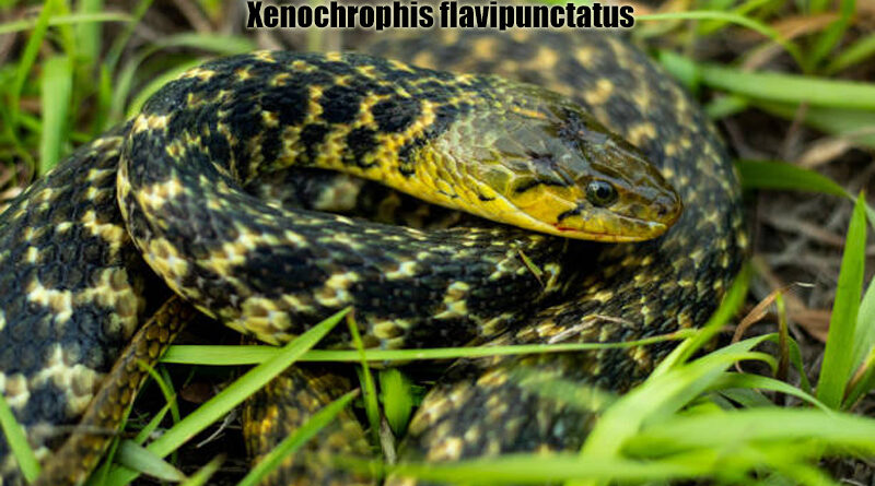 Ular Buff Bergaris Keelback Permata Ekosistem Thailand