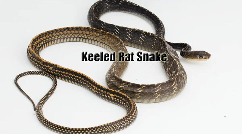 Ular Tikus Keeled Pesona dan Fakta Ular Endemik Thailand