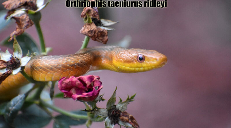 Ular Tikus Bunga Ular Endemik Thailand Unik