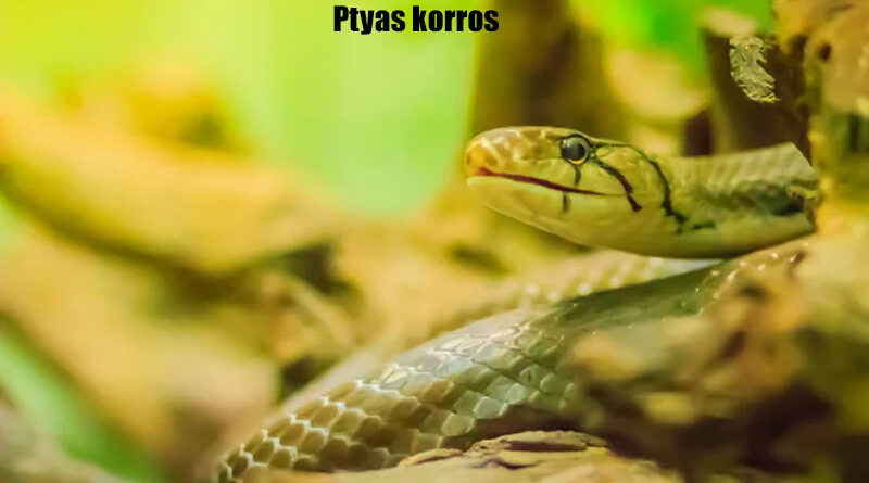 Ular Tikus Indocina Reptil Endemik dari Thailand