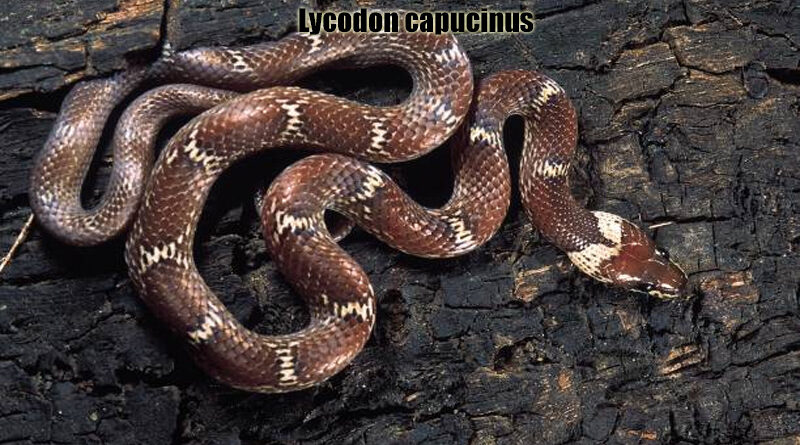 Ular Serigala Biasa Reptil Endemik Thailand yang Menarik