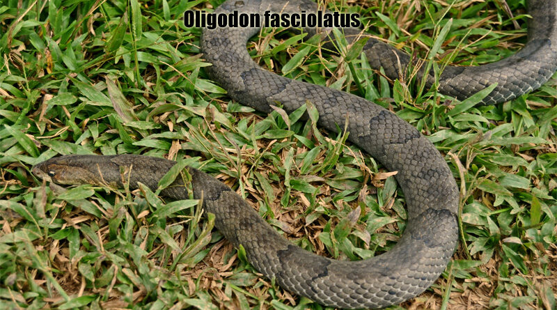 Ular Kukri Belang Reptil Endemik yang Menarik Thailand