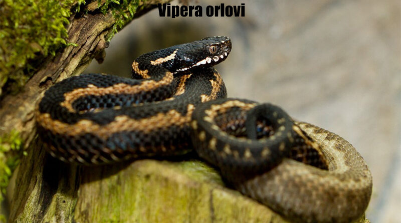 Vipera orlovi Ular Langka dari Pegunungan Kaukasus