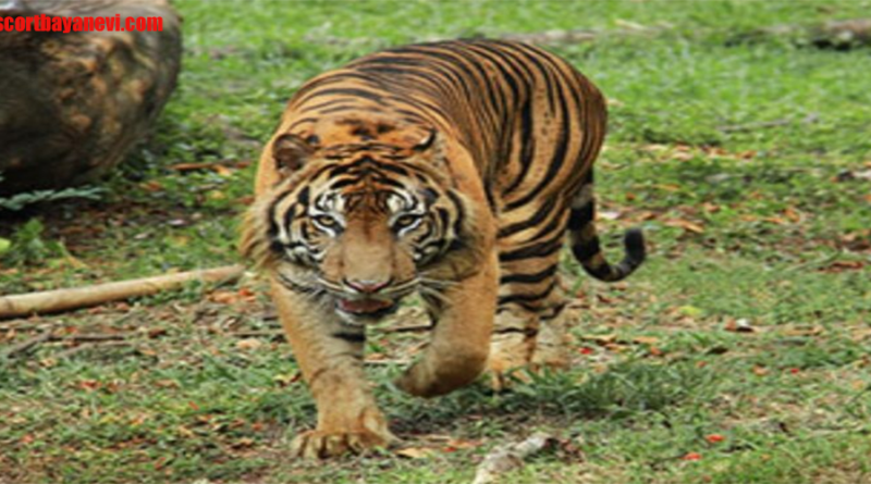 Harimau Kalimantan