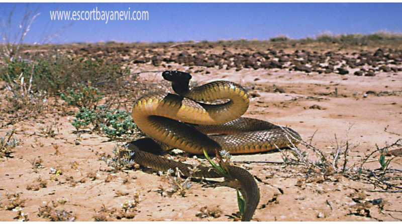 Inland Taipan