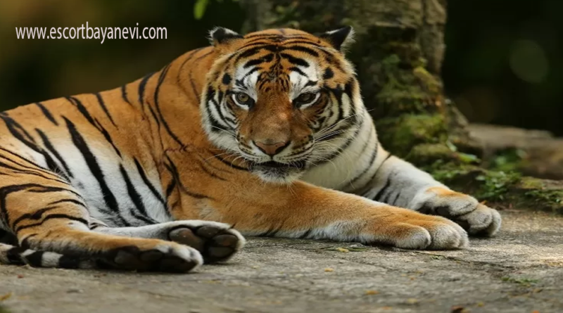 Harimau Sumatra Raksasa