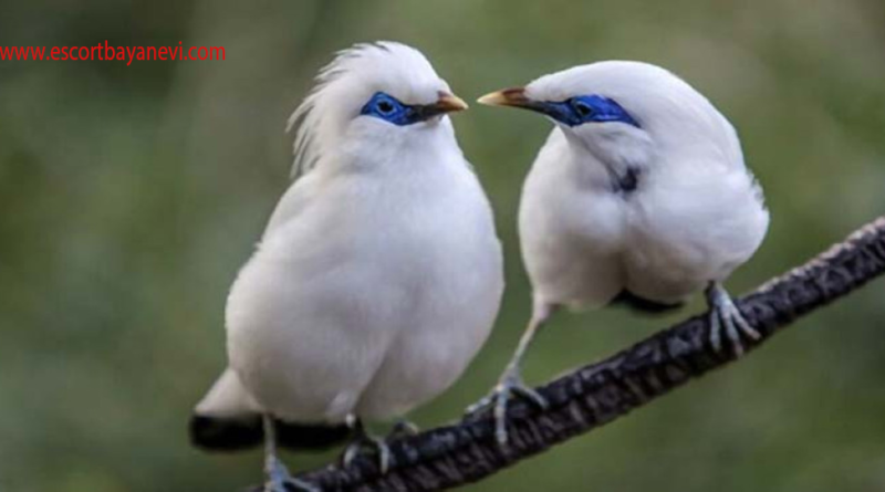 Jalak Bali Burung Cantik