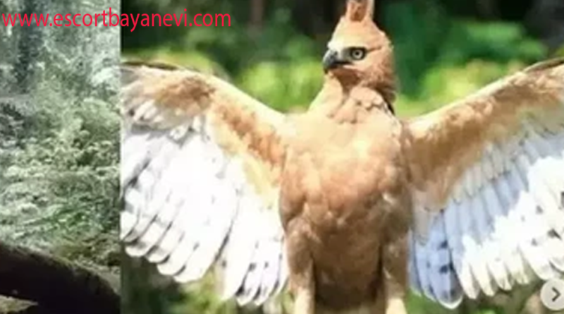 Elang Jawa Burung Elang