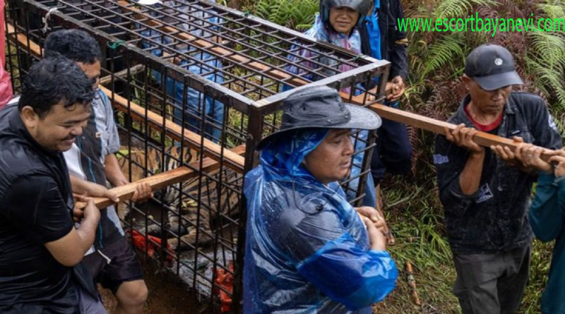 Harimau Pemangsa Manusia
