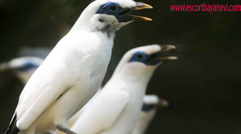 Burung Jalak Bali Simbol