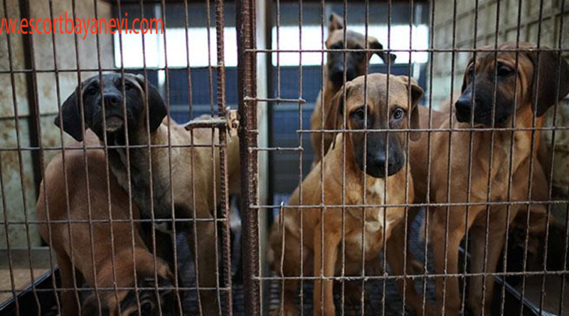 Perbedaan Anjing Kampung
