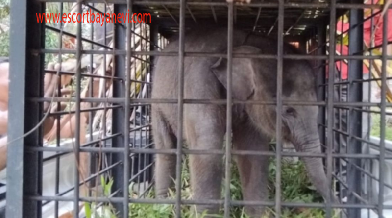 Evakuasi Anak Gajah Tersesat