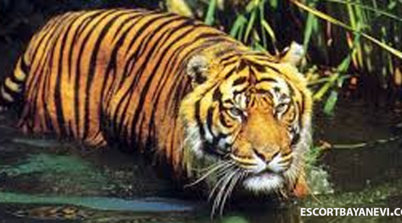 Harimau Bali