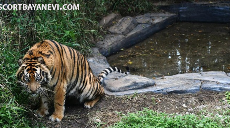 Harimau Sumatera Predator yang Hampir Punah